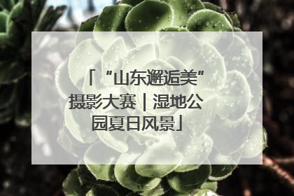 “山东邂逅美”摄影大赛｜湿地公园夏日风景