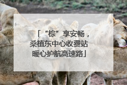 “棕”享安畅，桑植东中心收费站暖心护航高速路