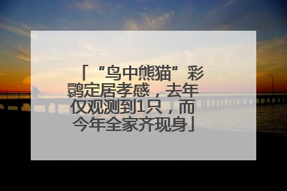 “鸟中熊猫”彩鹮定居孝感，去年仅观测到1只，而今年全家齐现身