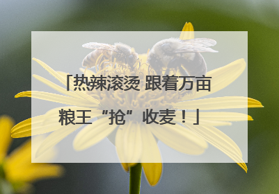 热辣滚烫 跟着万亩粮王“抢”收麦！