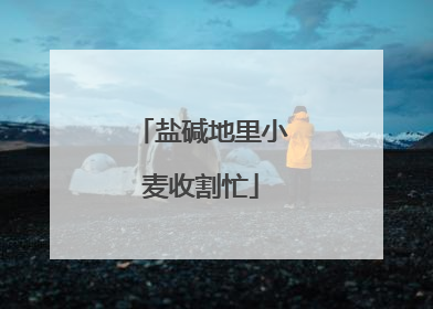 盐碱地里小麦收割忙