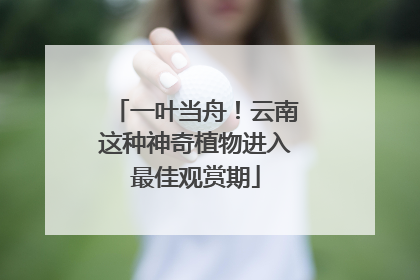 一叶当舟！云南这种神奇植物进入最佳观赏期