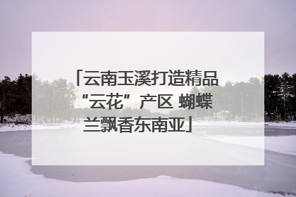 云南玉溪打造精品“云花”产区 蝴蝶兰飘香东南亚
