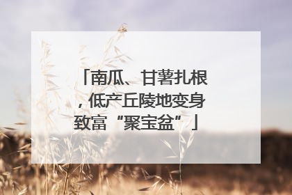 南瓜、甘薯扎根，低产丘陵地变身致富“聚宝盆”