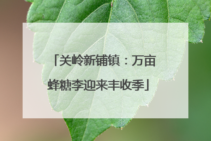 关岭新铺镇：万亩蜂糖李迎来丰收季
