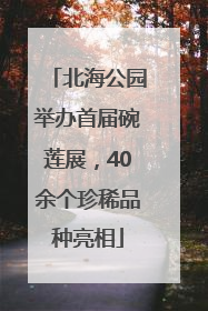 北海公园举办首届碗莲展，40余个珍稀品种亮相