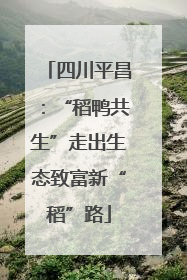 四川平昌：“稻鸭共生”走出生态致富新“稻”路