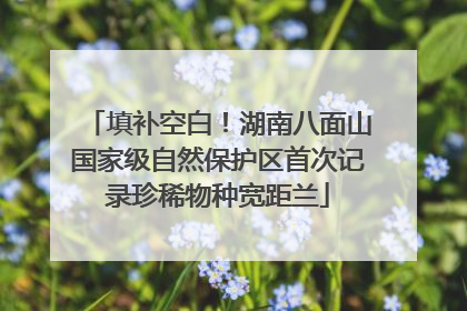 填补空白！湖南八面山国家级自然保护区首次记录珍稀物种宽距兰