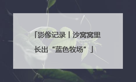 影像记录丨沙窝窝里长出“蓝色牧场”