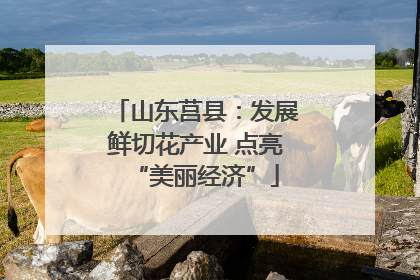 山东莒县：发展鲜切花产业 点亮“美丽经济”