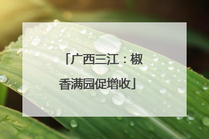 广西三江：椒香满园促增收
