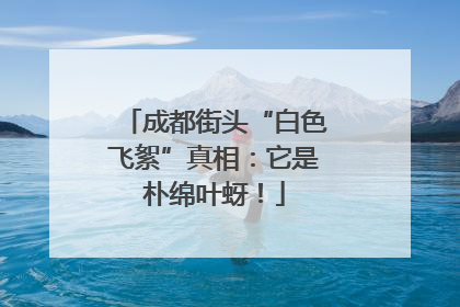 成都街头“白色飞絮”真相：它是朴绵叶蚜！