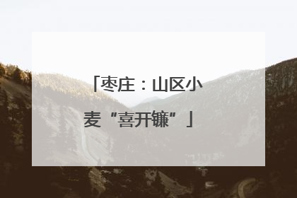 枣庄：山区小麦“喜开镰”