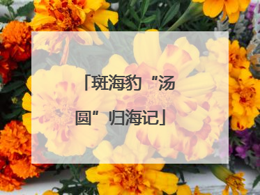 斑海豹“汤圆”归海记
