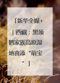 新华全媒+｜西藏：黑颈鹤家族高原湿地喜添“萌宝”
