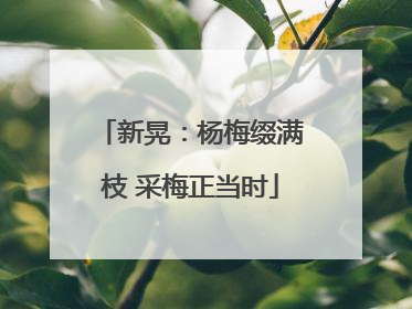新晃：杨梅缀满枝 采梅正当时