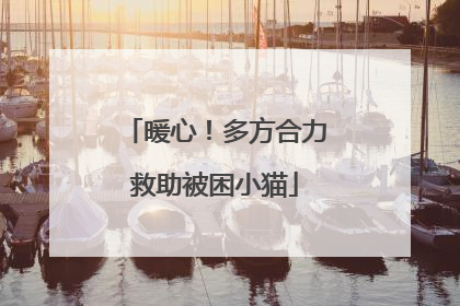 暖心！多方合力救助被困小猫