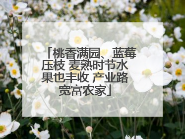 桃香满园、蓝莓压枝 麦熟时节水果也丰收 产业路宽富农家