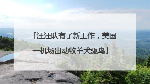 汪汪队有了新工作，美国一机场出动牧羊犬驱鸟