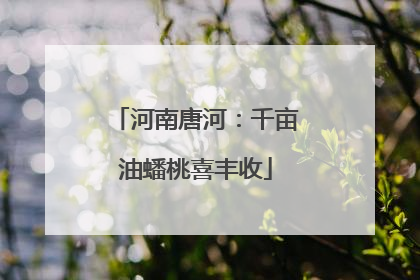 河南唐河：千亩油蟠桃喜丰收