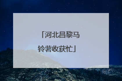 河北昌黎马铃薯收获忙