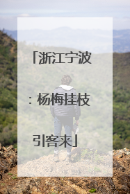 浙江宁波：杨梅挂枝引客来