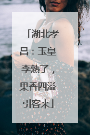 湖北孝昌：玉皇李熟了，果香四溢引客来