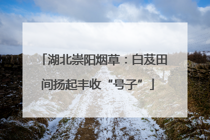 湖北崇阳烟草：白芨田间扬起丰收“号子”