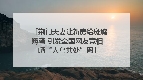荆门夫妻让新房给斑鸠孵蛋 引发全国网友竞相晒“人鸟共处”图