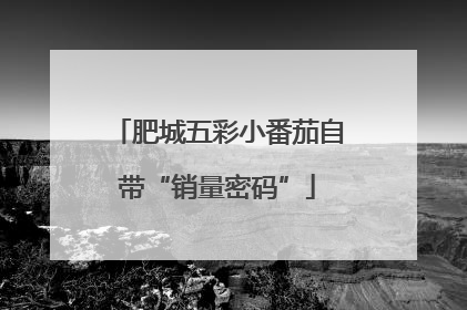 肥城五彩小番茄自带“销量密码”