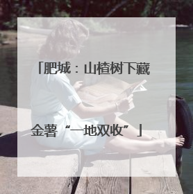 肥城：山楂树下藏金薯“一地双收”