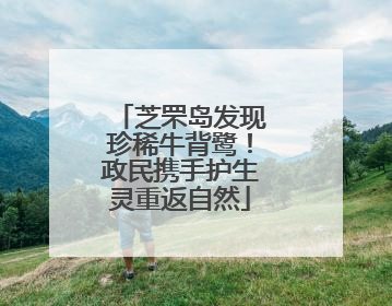 芝罘岛发现珍稀牛背鹭！政民携手护生灵重返自然