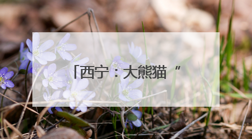 西宁：大熊猫“奇果”“园满”迎来9周岁生日会