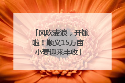 风吹麦浪，开镰啦！顺义15万亩小麦迎来丰收