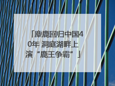 麋鹿回归中国40年 洞庭湖畔上演“鹿王争霸”