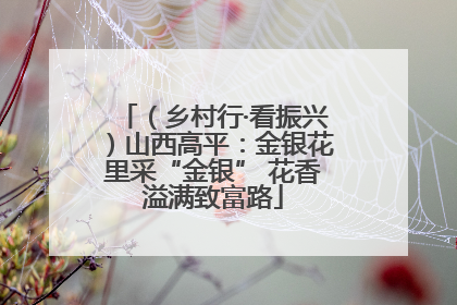（乡村行·看振兴）山西高平：金银花里采“金银” 花香溢满致富路
