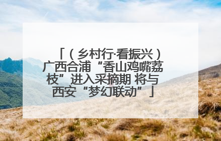 （乡村行·看振兴）广西合浦“香山鸡嘴荔枝”进入采摘期 将与西安“梦幻联动”