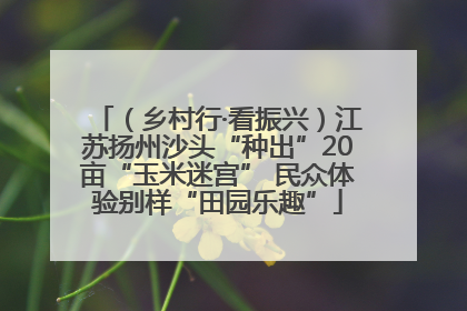 （乡村行·看振兴）江苏扬州沙头“种出”20亩“玉米迷宫” 民众体验别样“田园乐趣”