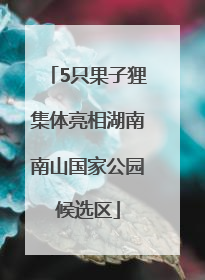 5只果子狸集体亮相湖南南山国家公园候选区